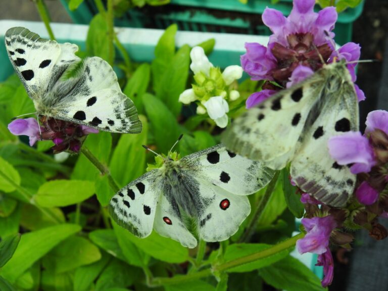 Niepylak apollo powróci