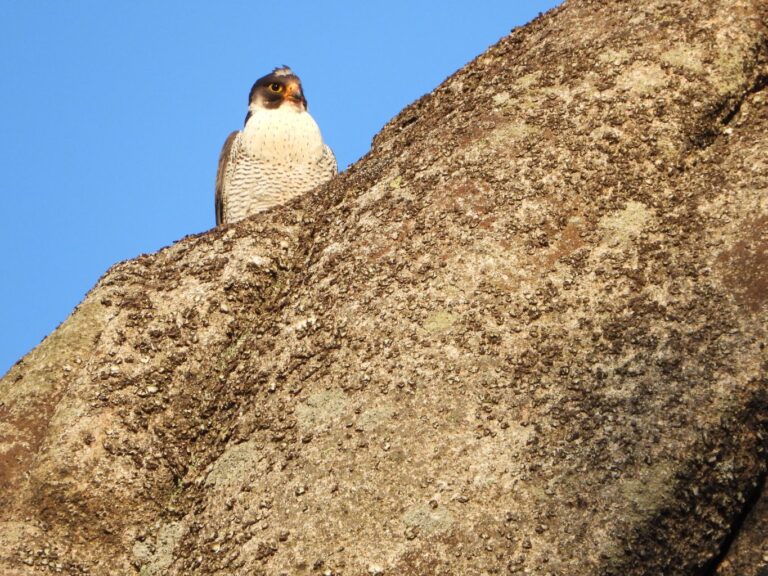 Sokoły nadal w gnieździe