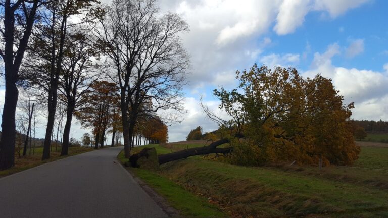 Silne podmuchy wiatru i szkody