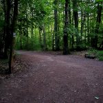 Asfalt przez las na Wzgórze Gedymina. Szczawno-Zdrój buduje ścieżkę, część mieszkańców mówi: nie