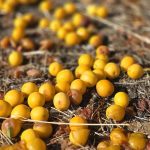 Mirabelki – małe owoce, wielkie możliwości