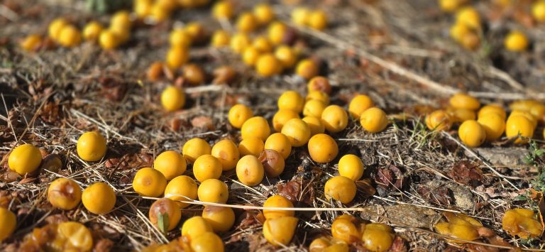 Mirabelki – małe owoce, wielkie możliwości