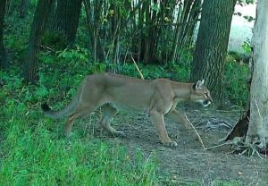 Puma w lasach koło Zagórza Śląskiego – potwierdzone zdjęcie z fotopułapki