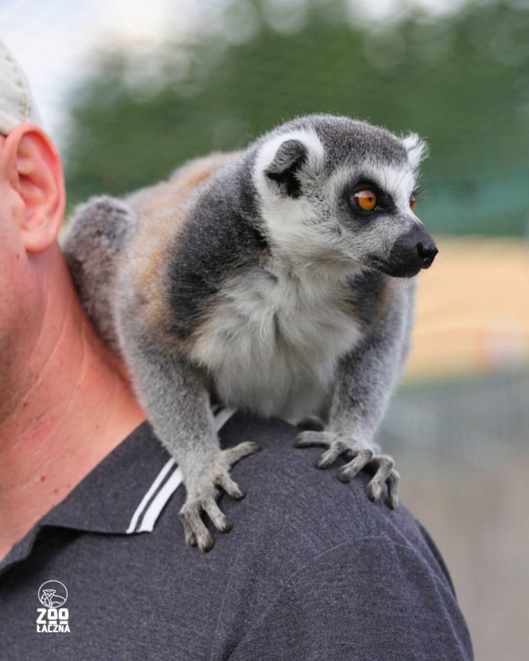W ZOO Łączna policja prowadzi czynności, a właściciele ogrodu alarmują
