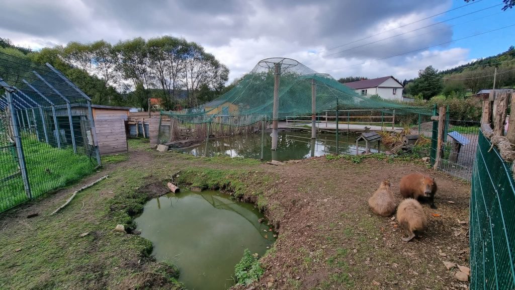 Zarzuty dla pięciu osób w sprawie ZOO Łączna. Prokuratura mówi o 561 zaniedbywanych zwierzętach