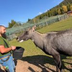 Biegli wskazali nieprawidłowości w ZOO Łączna. Prokuratura przedstawiła stan śledztwa
