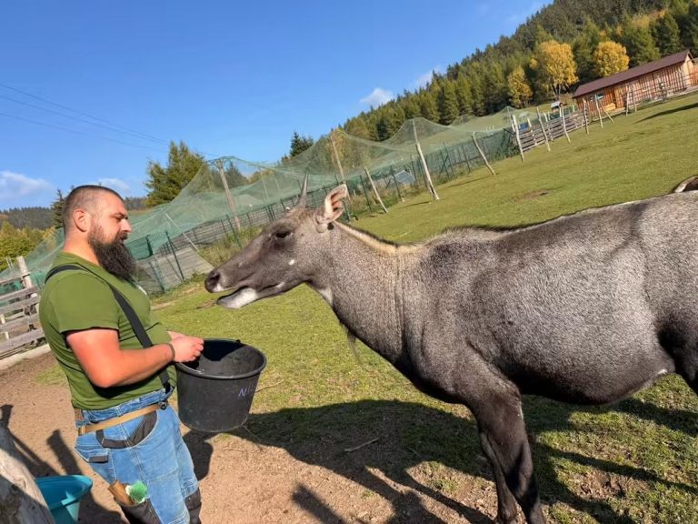 Biegli wskazali nieprawidłowości w ZOO Łączna. Prokuratura przedstawiła stan śledztwa